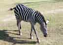 動物図鑑・グラントシマウマの写真 22